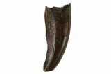 Juvenile Tyrannosaur Premax Tooth - Judith River Formation #133586-1